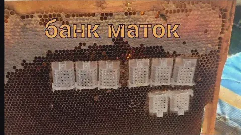 зимовка запасных маток на пасеке продолжается. банк маток. первые потери.  исправляемся  07.11.2024